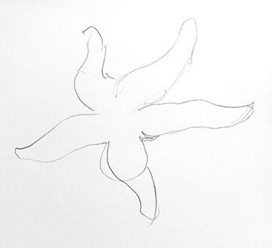 starfish-drawing-easy-how-to-draw-outline