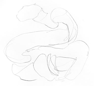 snake-drawing-easy-how-to-draw-step-by-step