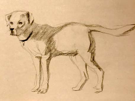 how-to-draw-a-canine-easy-simple-fast-quick-beginner