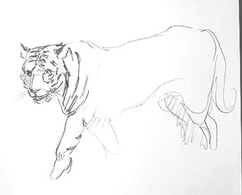 tiger-drawing-easy-outline-step-by-step-how-to-draw