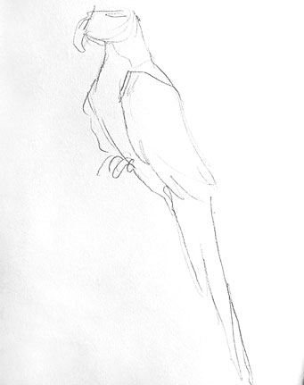 parrot-drawing-how-to-draw-step-by-step-easy-outline