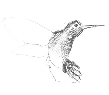 hummingbird-drawing-easy-outline-how-to-draw-step-by-step