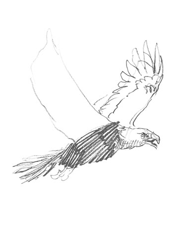 eagle-drawing-easy-outline-how-to-draw-step-by-step-sketch-sketching