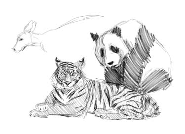 how-to-draw-animals-step-by-step-easy-art-tutorial-panda-lion-drawing