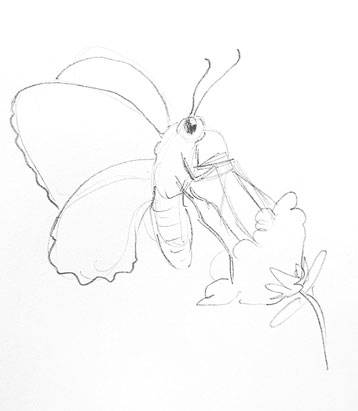 butterfly-drawing-how-to-draw-step-by-step-outline-sketch-butter-fly-realistic