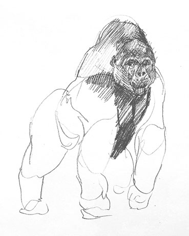 gorilla-drawing-easy-outline-how-to-draw-step-by-step-sketch-sketching-beginners-kids-fun