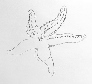 starfish-drawing-easy-how-to-draw-outline-step-by-step-realistic-fish-ocean-aquatic-sketch