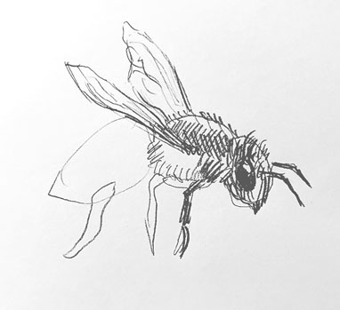 bee-drawing-easy-step-by-step-outline-how-to-draw-realistic-buzzing-honey-bumble-sketch-sketching