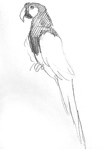 parrot-drawing-how-to-draw-step-by-step-easy-outline-bird-birds-parrots-realistic-simple-quick-fast