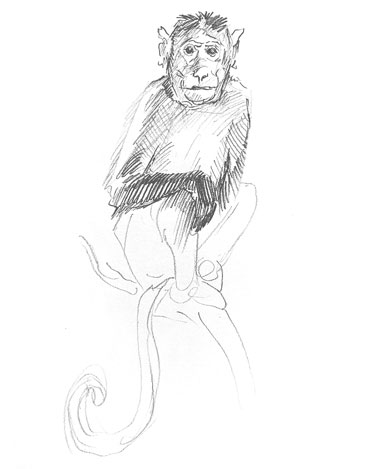 monkey-drawing-easy-how-to-draw-step-by-step-sketch-sketching-realistic-monkeys-animals-outline-simple