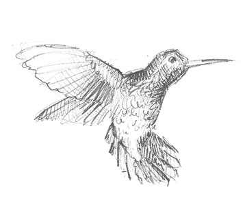 hummingbird-drawing-easy-outline-how-to-draw-step-by-step-beginners-hard-bird-birds-flying-realistic-fast