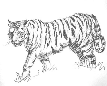 tiger-drawing-easy-outline-step-by-step-how-to-draw-big-cat-sketch-sketching-realistic-beginner-kids-fun-cool-cute
