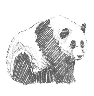 panda-drawing-easy-how-to-draw-step-by-step-outline-bear-pandas-sketch-sketching-realistic-pencil-fun-cute-cool-unique