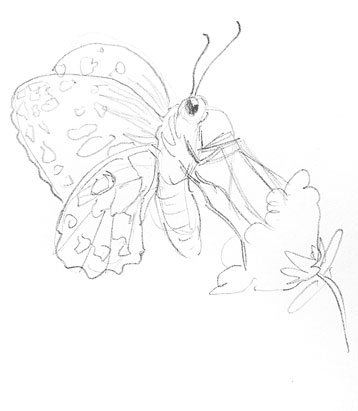 butterfly-drawing-how-to-draw-step-by-step-outline-sketch-butter-fly-realistic-bug-moth-wings-flower-nector-flying-insect
