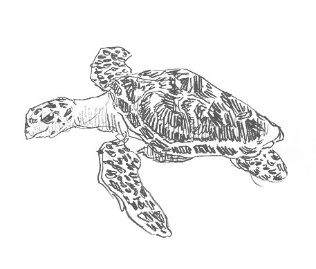 sea-turtle-drawing-easy-how-to-draw-step-by-step-realistic-outline-sketch-sketching-turtles-swimming-pencil-fun-cute-cool