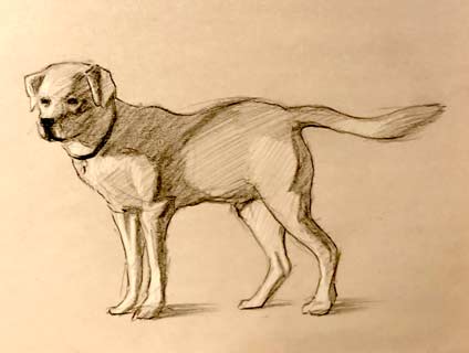 how-to-draw-a-dog-easy-simple-fast-quick-beginner-advanced-art-artwork-pencil-drawing-charcoal-realistic-step-by-step-tutorial-artist-golden-retriever-bark