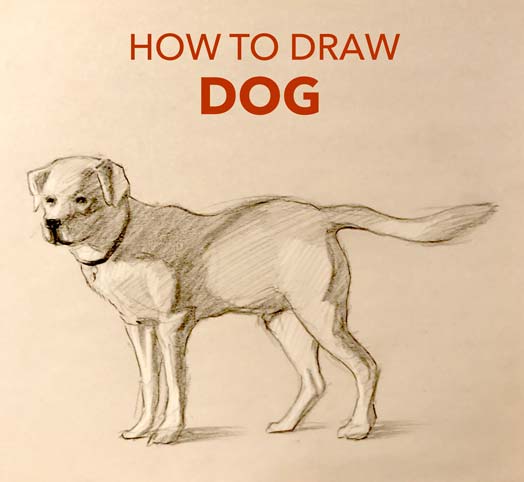 How to draw an anime dog  Step by step Drawing tutorials