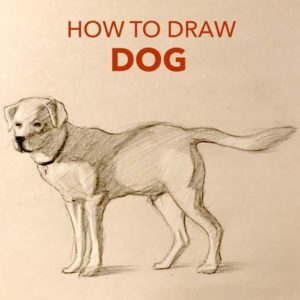 how-to-draw-a-dog-easy-simple-fast-quick-beginner-advanced-art-artwork-pencil-drawing-charcoal-realistic-step-by-step-tutorial-artist-golden-retriever-bark-expert-animal