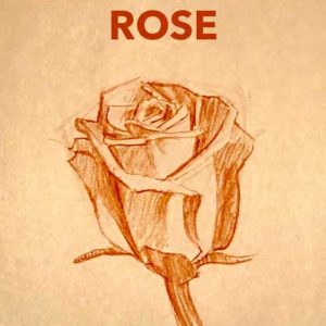 how-to-draw-a-rose-easy-simple-fast-quick-drawing-sketch-sketching-flower-petal-vase-realistic-shading-step-by-step-art-tutorial-lesson-gallery-plant-painting-paint-artist-simple