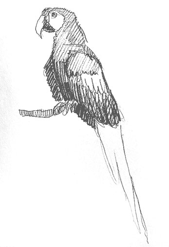 parrot-drawing-how-to-draw-step-by-step-easy-outline-bird-birds-parrots-realistic-simple-quick-fast-branch-tree-chirp-cute-fun