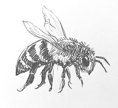 bee-drawing-easy-step-by-step-outline-how-to-draw-realistic-buzzing-honey-bumble-sketch-sketching-pollinate-buzz-beginner-kids