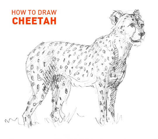 cheetah drawing easy outline how to draw step by step cat cats big african fun cute cool fast speed run spots sketch sketching beginner hard nature realisitic feline