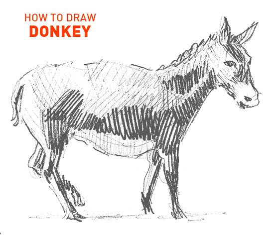 donkey drawing easy outline how to draw step by step illustrator vector artist drawer learn quick hard animal farm realistic beginner shading sketch sketching for