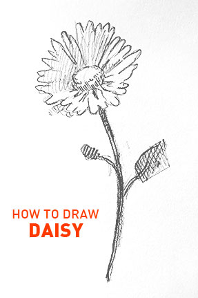 daisy drawing flower outline easy how to draw step by step fast quick sketch sketching flowers daisies realistic fun cute cool kids beginners learn art artwork vector