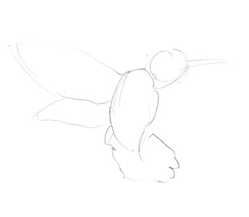 hummingbird-drawing-easy-outline