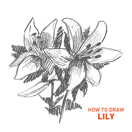lily drawing easy step by step how to draw outline sketch sketching flower flowers beginner kids nature fun cute cool simple fast realistic hard petals leafs pencil