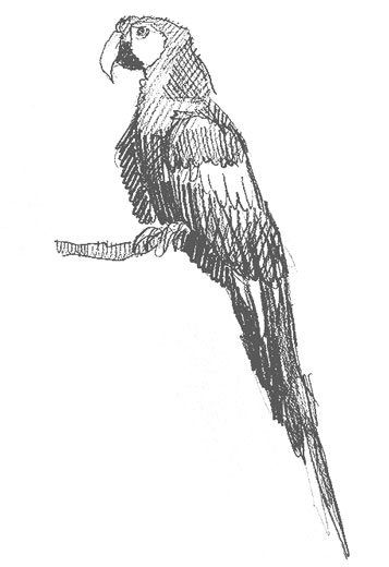 parrot-drawing-how-to-draw-step-by-step-easy-outline-bird-birds-parrots-realistic-simple-quick-fast-branch-tree-chirp-cute-fun-cool-realism-colorful