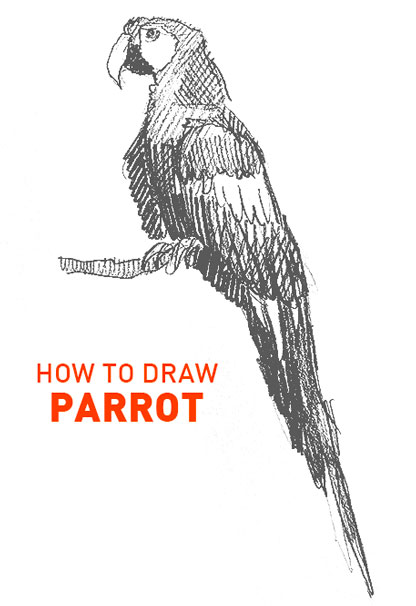 parrot drawing how to draw step by step easy outline bird birds parrots realistic simple quick fast branch tree chirp cute fun cool realism colorful wing feathers