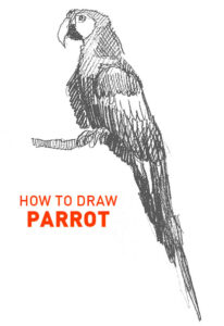 parrot drawing how to draw step by step easy outline bird birds parrots realistic simple quick fast branch tree chirp cute fun cool realism colorful wing feathers