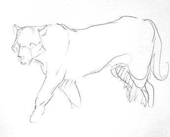 tiger-drawing-easy-outline