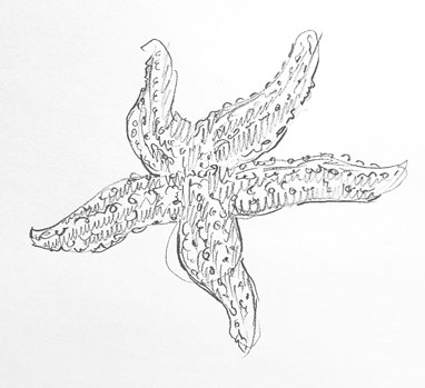 starfish-drawing-easy-how-to-draw-outline-step-by-step-realistic-fish-ocean-aquatic-sketch-sketching-star-fish-beginners-kids-fun