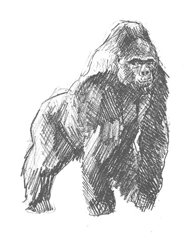 gorilla-drawing-easy-outline-how-to-draw-step-by-step-sketch-sketching-beginners-kids-fun-cute-cool-animals-ape-great-monkey-king-kong