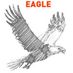 eagle drawing easy outline how to draw step by step sketch sketching bald america fun cute cool realistic flying soaring american pencil pen line wings flapping flappy bird birds