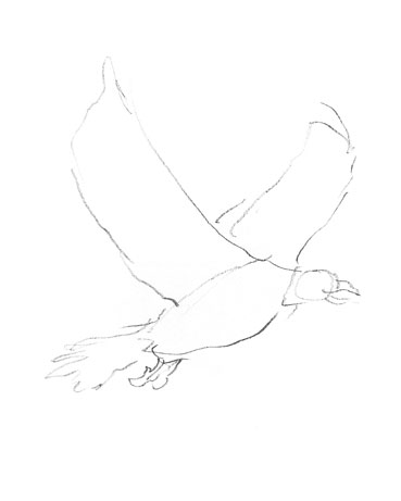 eagle-drawing-easy-outline