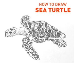 sea turtle drawing easy how to draw step by step realistic outline sketch sketching turtles swimming pencil fun cute cool kids beginner simple fast animal tortoise