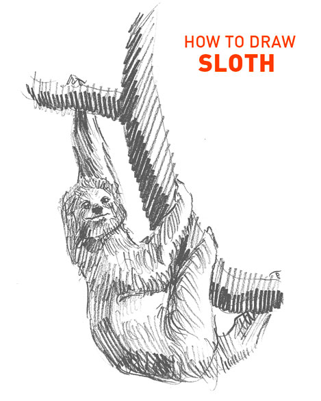 sloth drawing easy how to draw step by step unique fun cool cute kids realistic sketch sketching pencil animals outline line unique tree limb slow slowly lounge fur