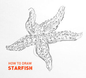 starfish drawing easy how to draw outline step by step realistic fish ocean aquatic sketch sketching star fish beginners kids fun cute cool pencil simple fast quick