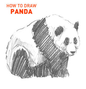 panda drawing easy how to draw step by step outline bear pandas sketch sketching realistic pencil fun cute cool unique kids beginner simple quick fast bears animals