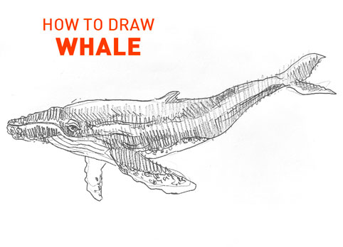 whale drawing easy step by step how to draw sketch sketching outline realistic simple fast quick whales fish line pencil unique cool fun cute vector swimming large illustrator