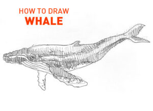 whale drawing easy step by step how to draw sketch sketching outline realistic simple fast quick whales fish line pencil unique cool fun cute vector swimming large illustrator