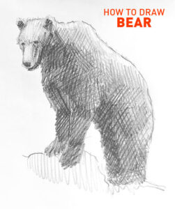 bear drawing easy how to draw step by step outline artforkidshub site pens sketch pad art line board online animated drawings websites tablet cute sketches doodling gesture beginners simple basic stuff to pen free
