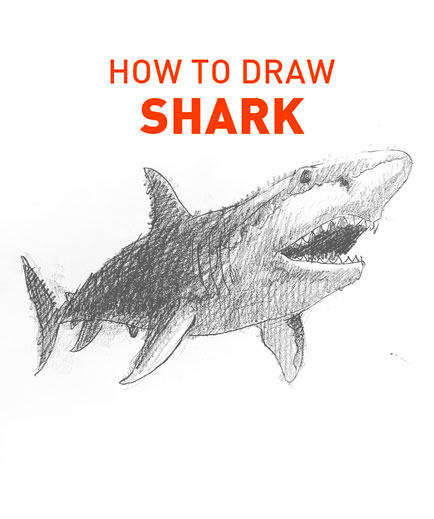 shark drawing easy outline how to draw step by step fun cute cool scary sketch pad art line board online animated drawings websites tablet fish sketches doodling gesture beginners simple