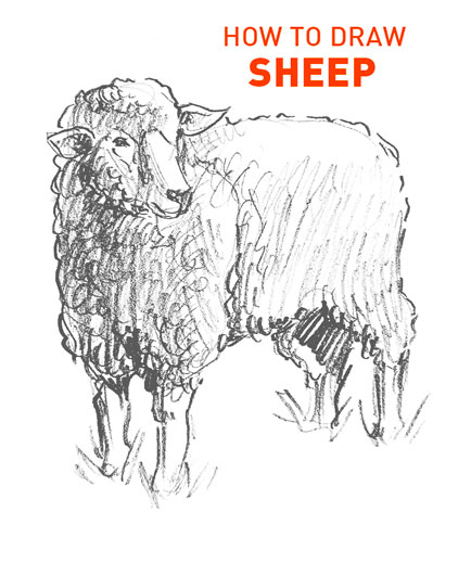 SHEEP drawing easy STEP BY STEP how to draw art realistic animals