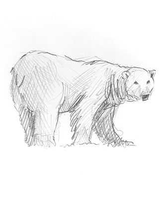 polar-bear-drawing-easy-outline-how-to-draw-fun-cute-cool-site-pens-sketch-pad-art-line-board-online-animated-drawings-websites-tablet-bears