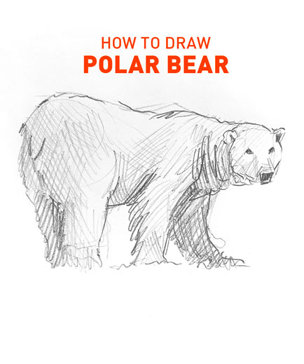 polar bear drawing easy outline how to draw fun cute cool site pens sketch pad art line board online animated drawings websites tablet bears sketches doodling gesture beginners simple