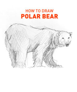 polar bear drawing easy outline how to draw fun cute cool site pens sketch pad art line board online animated drawings websites tablet bears sketches doodling gesture beginners simple